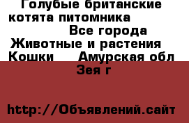 Голубые британские котята питомника Silvery Snow. - Все города Животные и растения » Кошки   . Амурская обл.,Зея г.